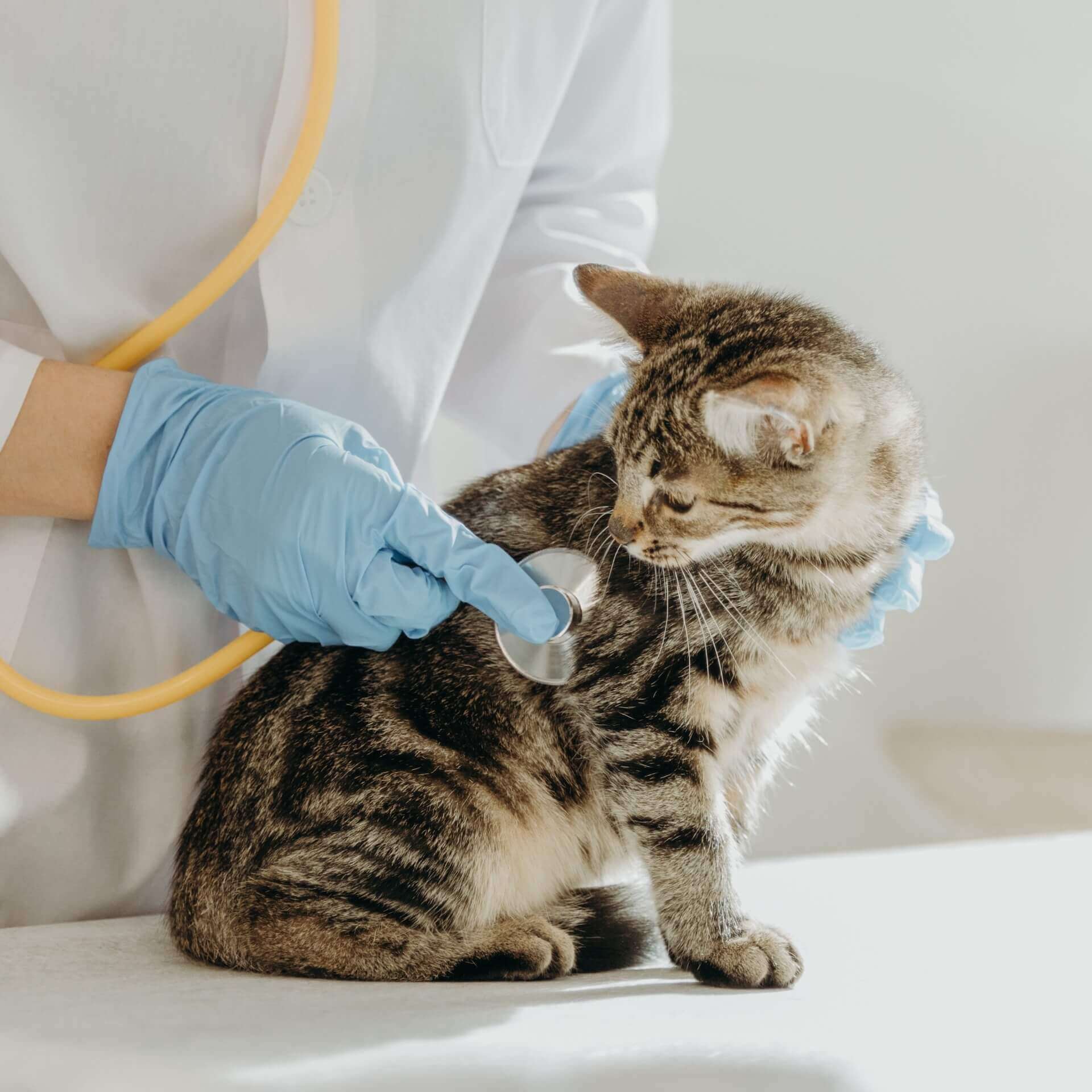 Springfield Veterinary Hospital Mobile