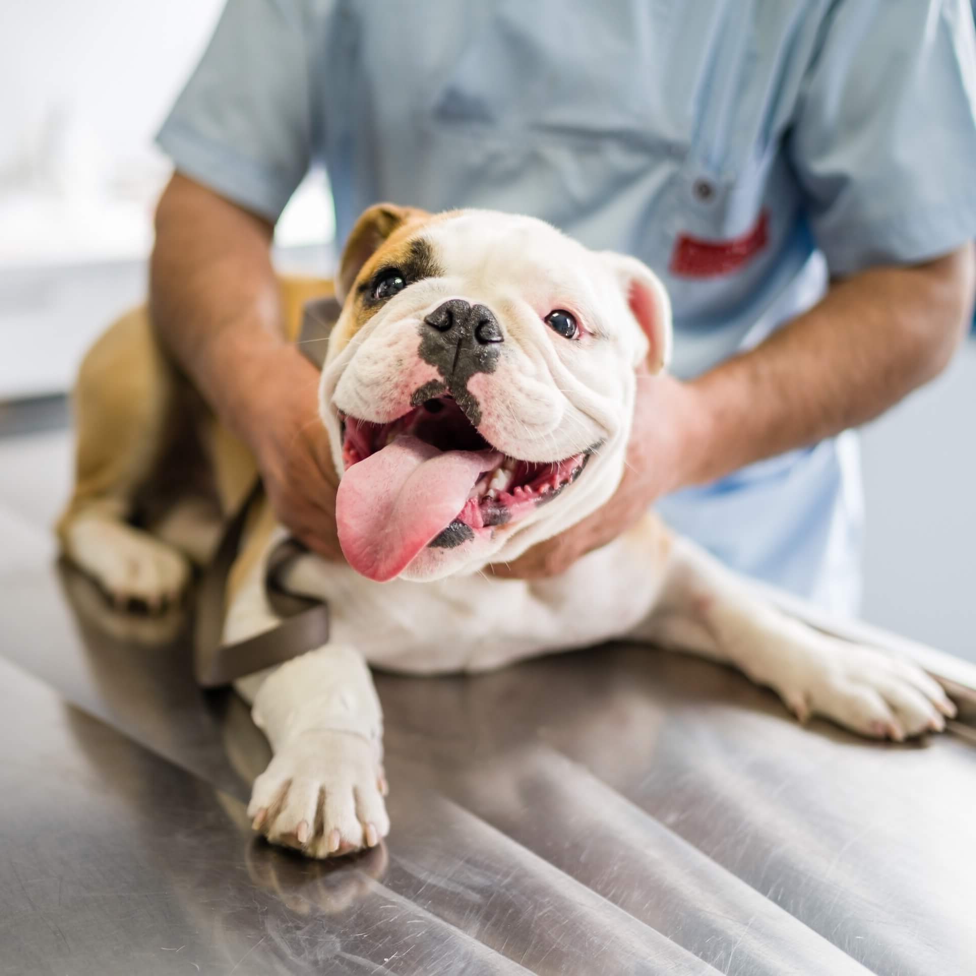 Veterinary Clinic in Springfield Slider Mobile