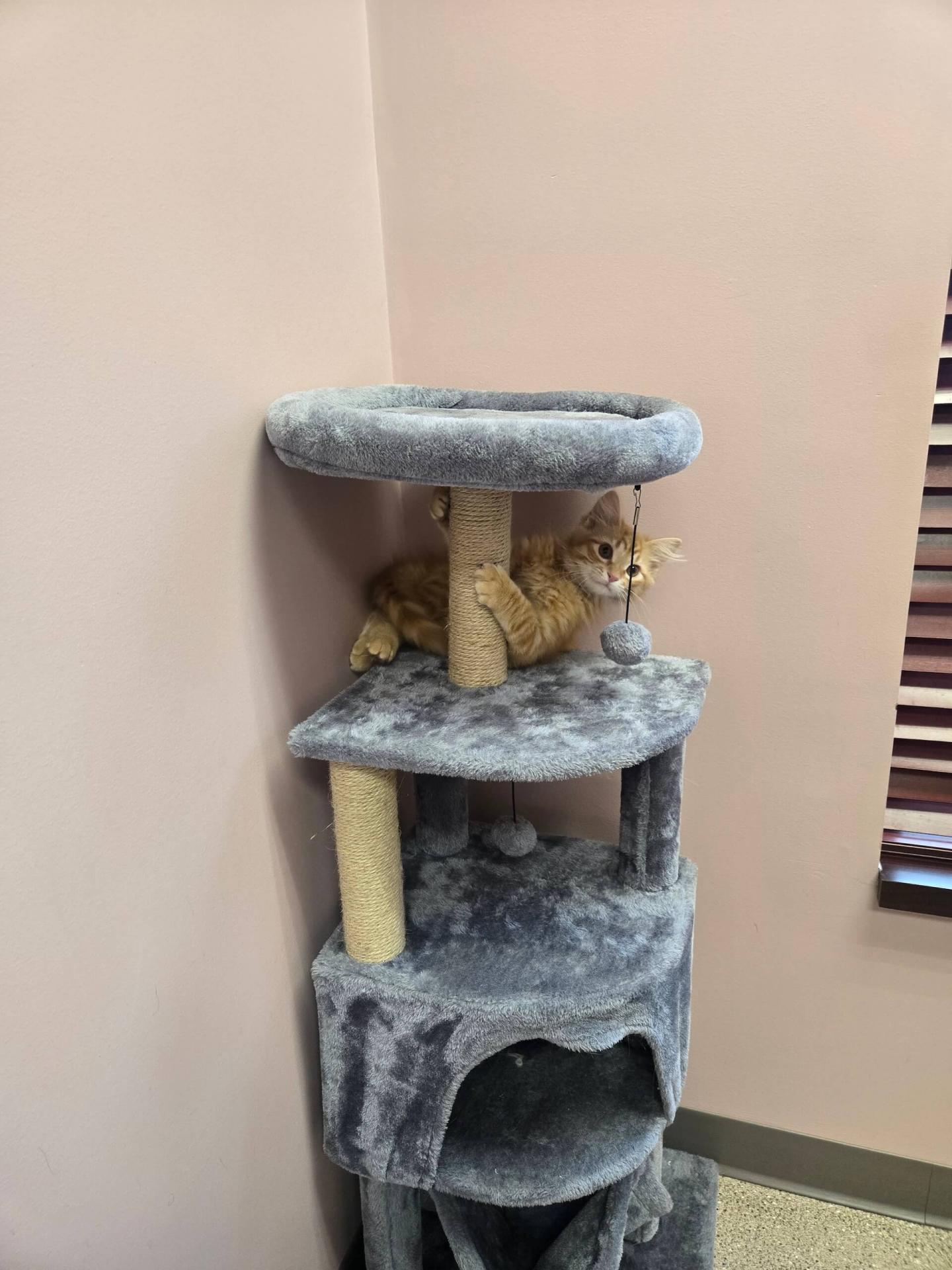 Cat Services in Springfield