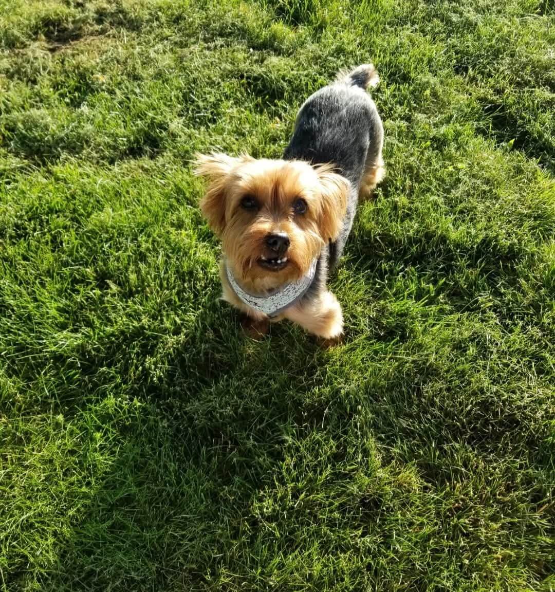 Dog Services in Springfield