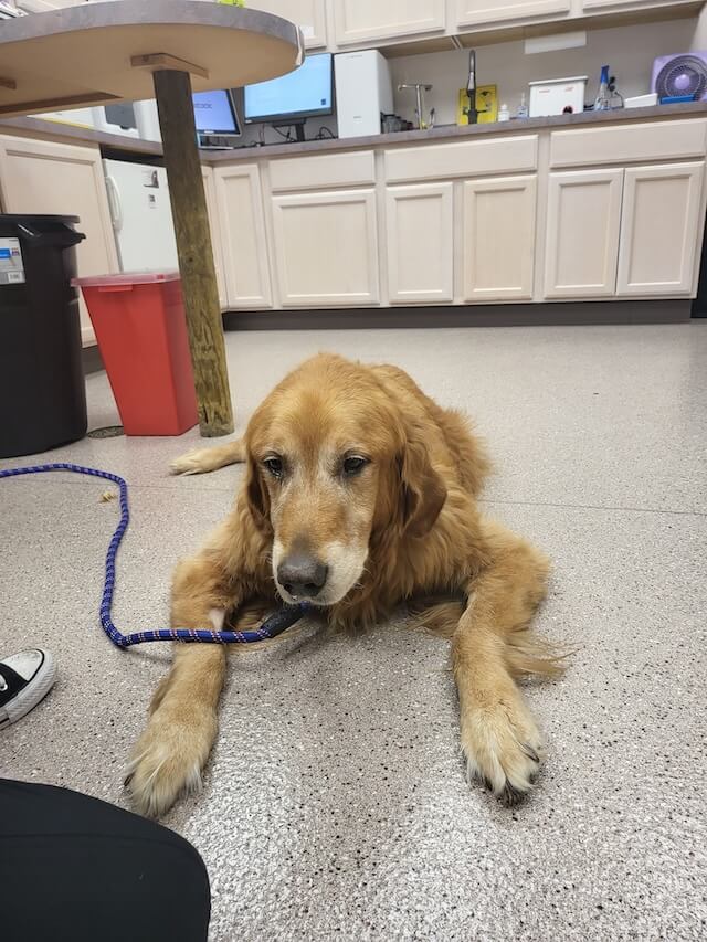 Pet Infectious Disease Care in Springfield