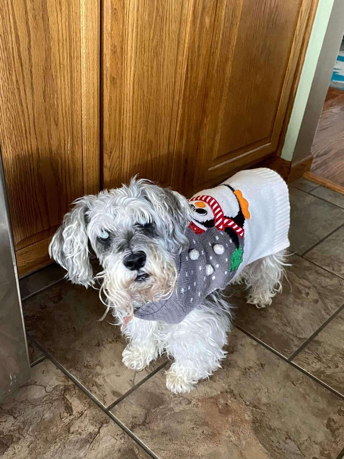 Pet Internal Medicine in Springfield