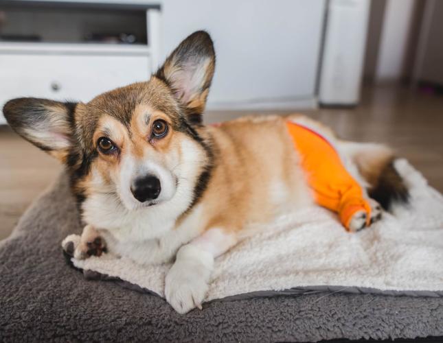 Vet Near Me Before