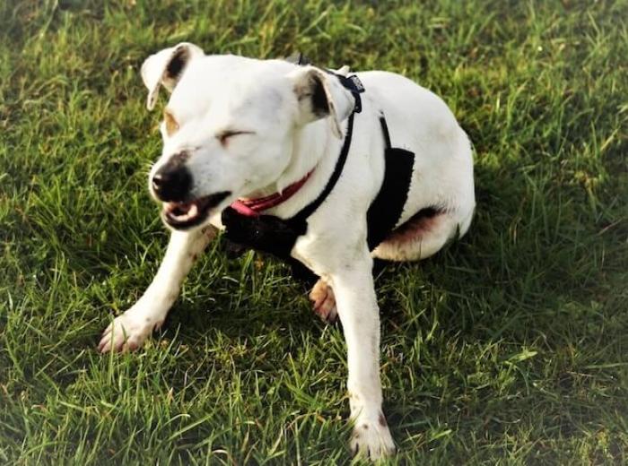 Allergy Season for Pets: Recognizing the Signs and How to Help