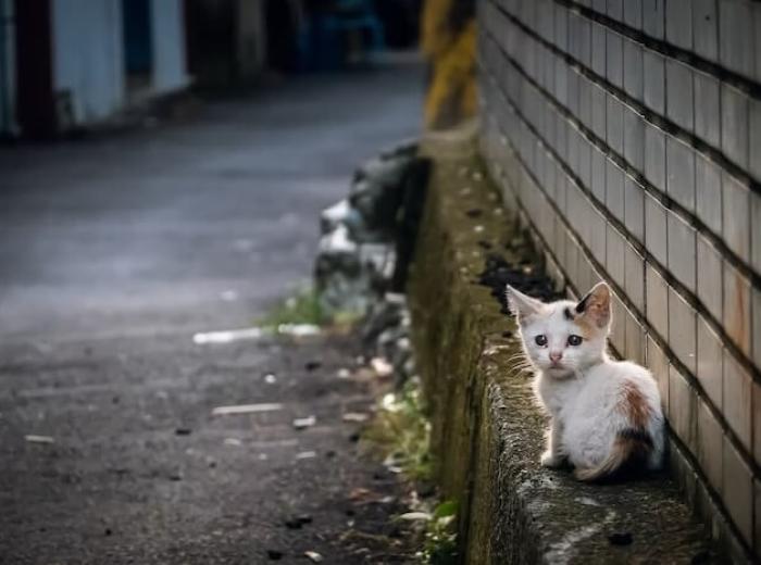 Cat Care: What To Do When You Find a Stray Cat