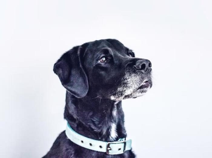 Celebrating National Specially-Abled Pets Day