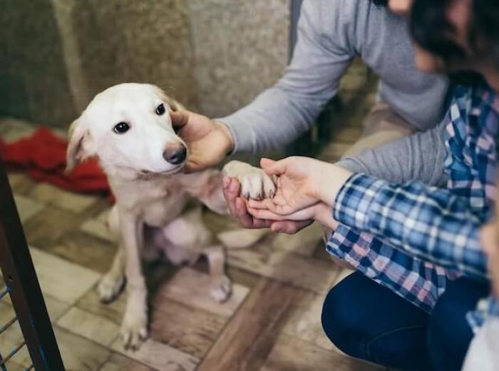 Easy Tips To Give Pets A Healthy and Wonderful Life