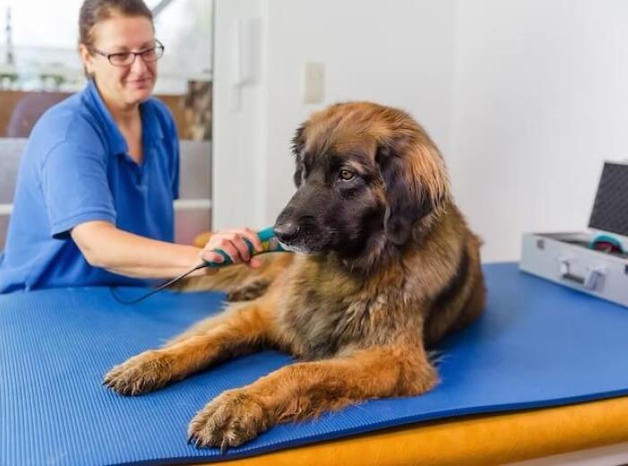 Exploring the Benefits of Cold Laser Therapy for our Veterinary Practice