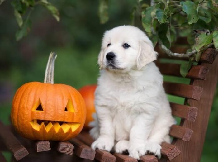 Halloween Pet Safety: Keeping Your Pets Healthy During Spooky Season