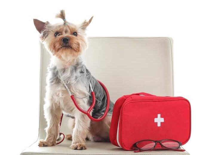 How to Create a Pet First Aid Kit at Home