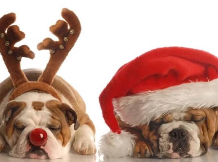 How to Keep Your Pet Safe During the Holidays