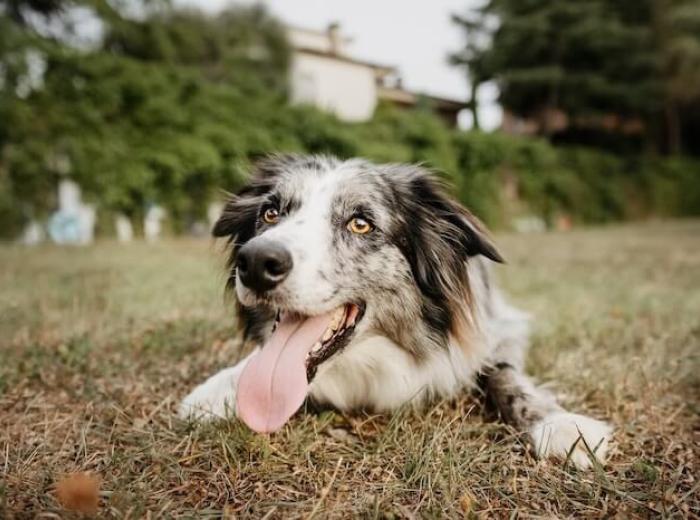 Late Summer Pet Emergencies: What to Watch for in August