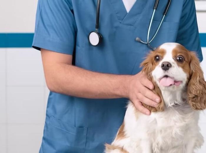 Navigating the Depths of Internal Medicine