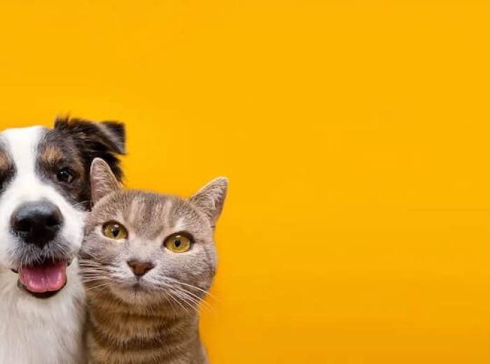 New Year, Healthier Pet: Setting Wellness Goals for 2025