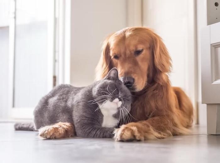 Paws and Reflect: 2024 Pet Resolutions for a Tail-Wagging Year!
