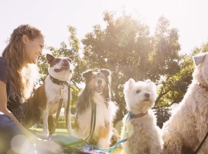 Recognizing the Signs of Parasites: Protecting Your Pet from Fleas, Ticks, and Worms This Spring & Summer