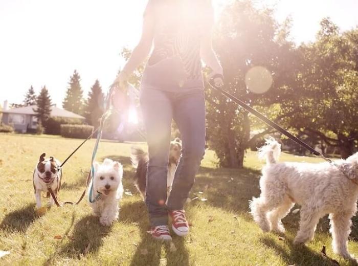 Springtime Pet Safety Tips: Protecting Your Furry Friends as the Weather Warms Up