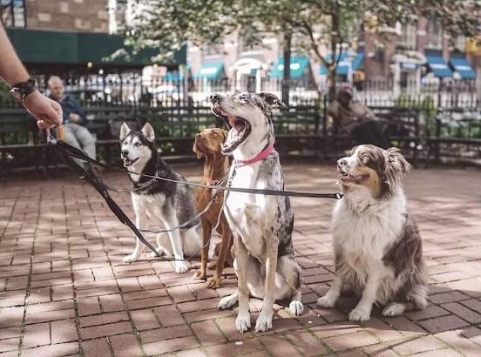 Summer Safety for Pets: July Tips from Five Star Veterinary Center in Springfield, IL