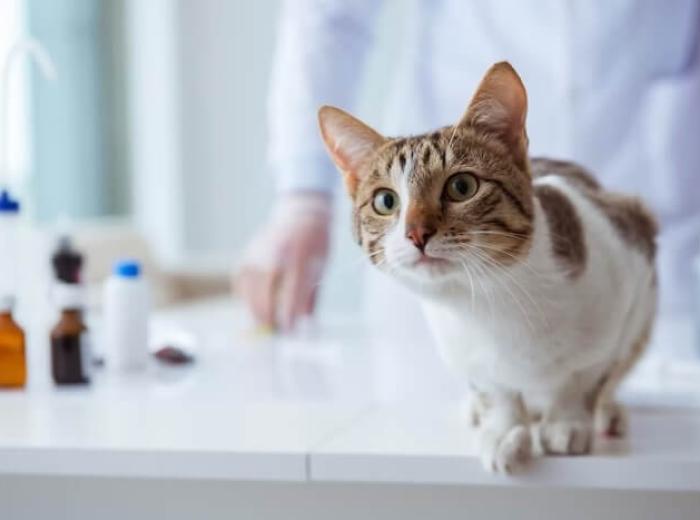 Things Your Cat Should Not Play With