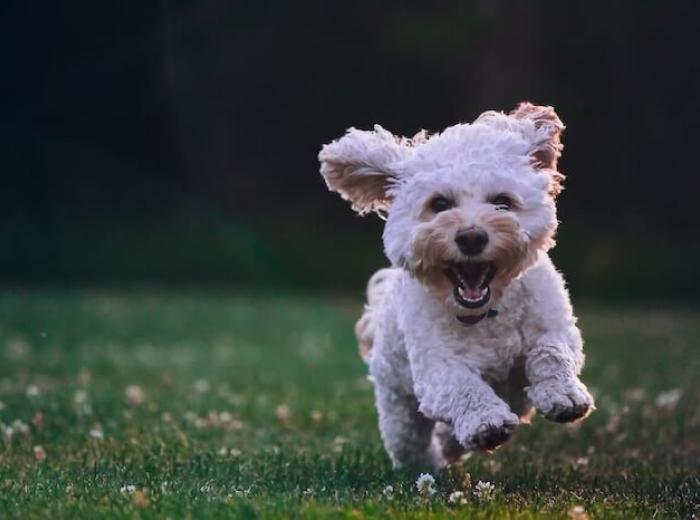 Unlocking the Benefits of Chiropractic Care for Pets