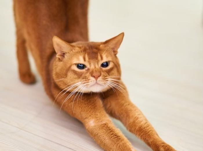 Unlocking Wellness: The Benefits of Pet Chiropractic Services