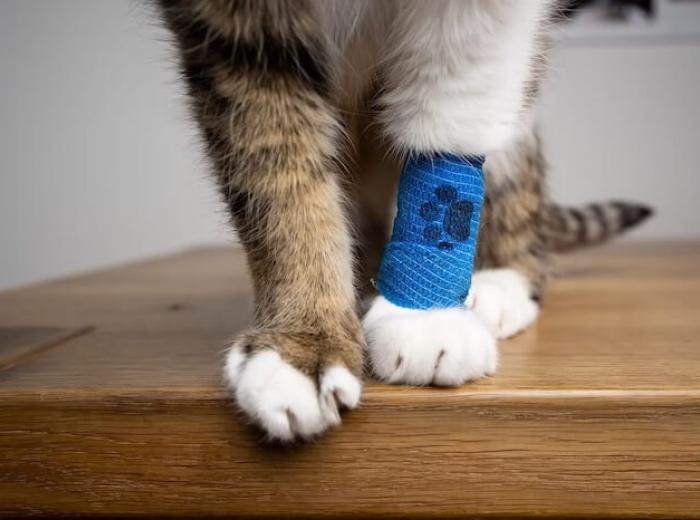 Wound Care for Pets: How to Handle Cuts, Scrapes, and Bites