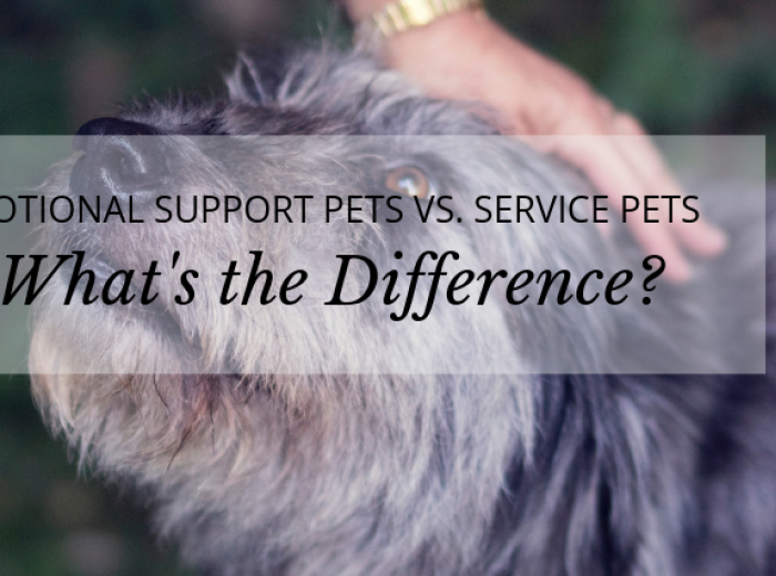 Emotional Support Pets vs. Service Pets: What’s the Difference?