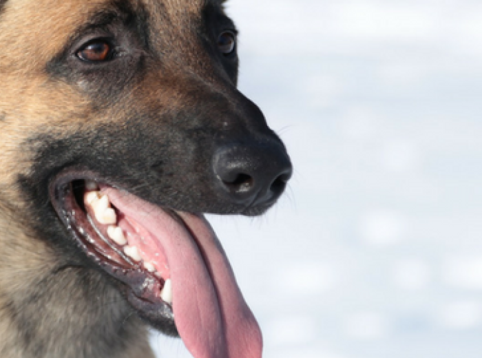 Integrative Medicine: What Can a Tongue Tell Us?