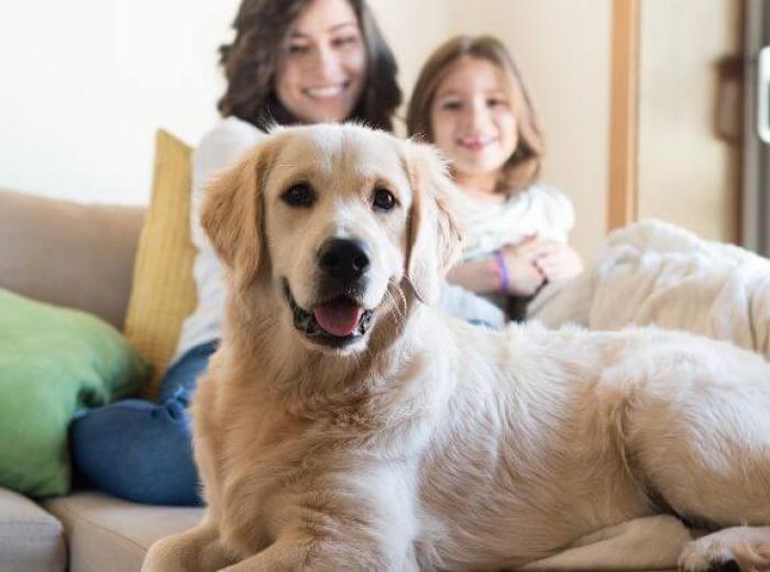 Holistic Veterinary Care 101: Why More Pet Owners Are Choosing Natural Pet Care Approaches